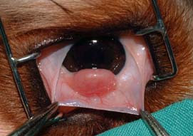 Qu Es La Queratoconjuntivitis S ntomas Causas y Tratamiento